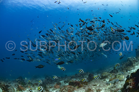 several schools of fish over a coral reef
