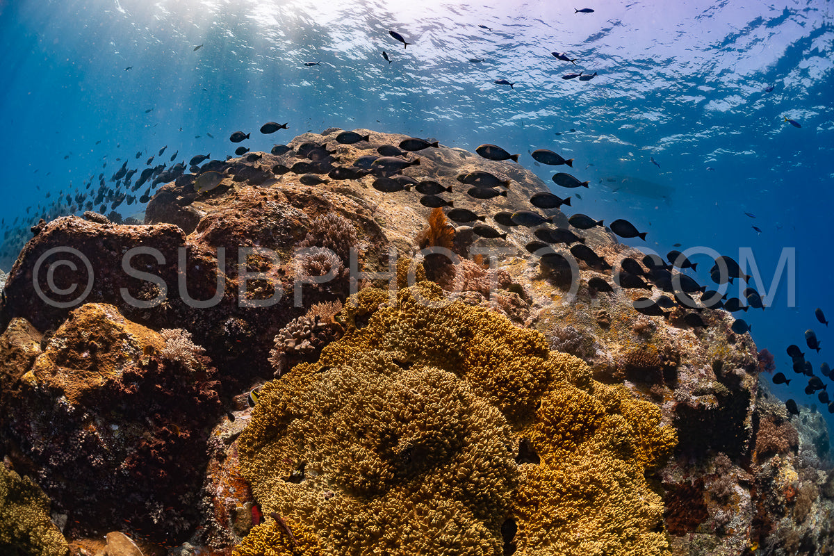 Photo de banc de poissons-chirurgiens bruns