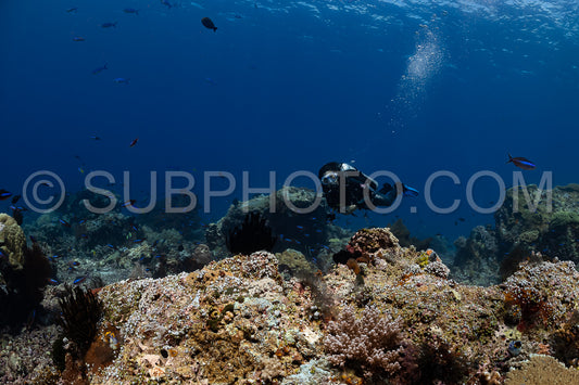 woman diver discovering the beauty of the Komodo National Park caral reef in Indonesia