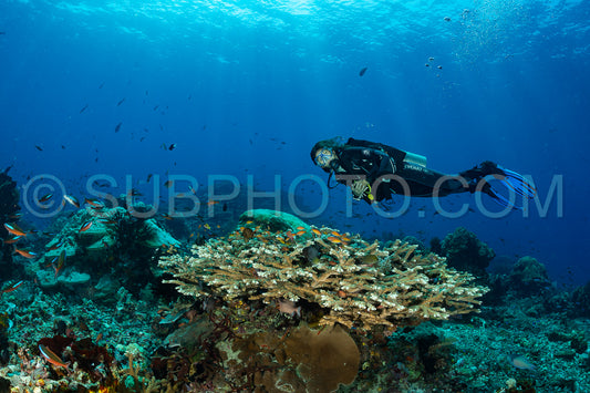 woman diver discovering the beauty of the Komodo National Park caral reef in Indonesia