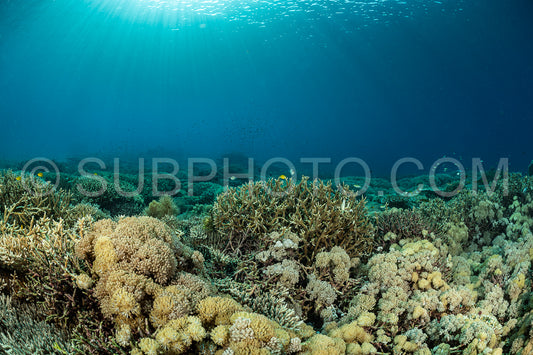 coral reef in Indonesia
