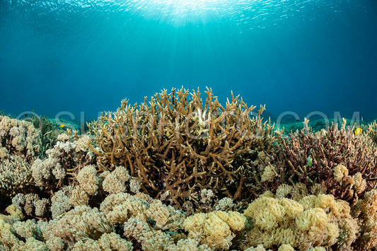 coral reef in Indonesia
