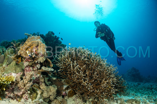 woman diver discovering the beauty of the Komodo National Park caral reef in Indonesia