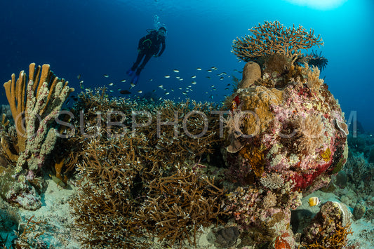 woman diver discovering the beauty of the Komodo National Park caral reef in Indonesia