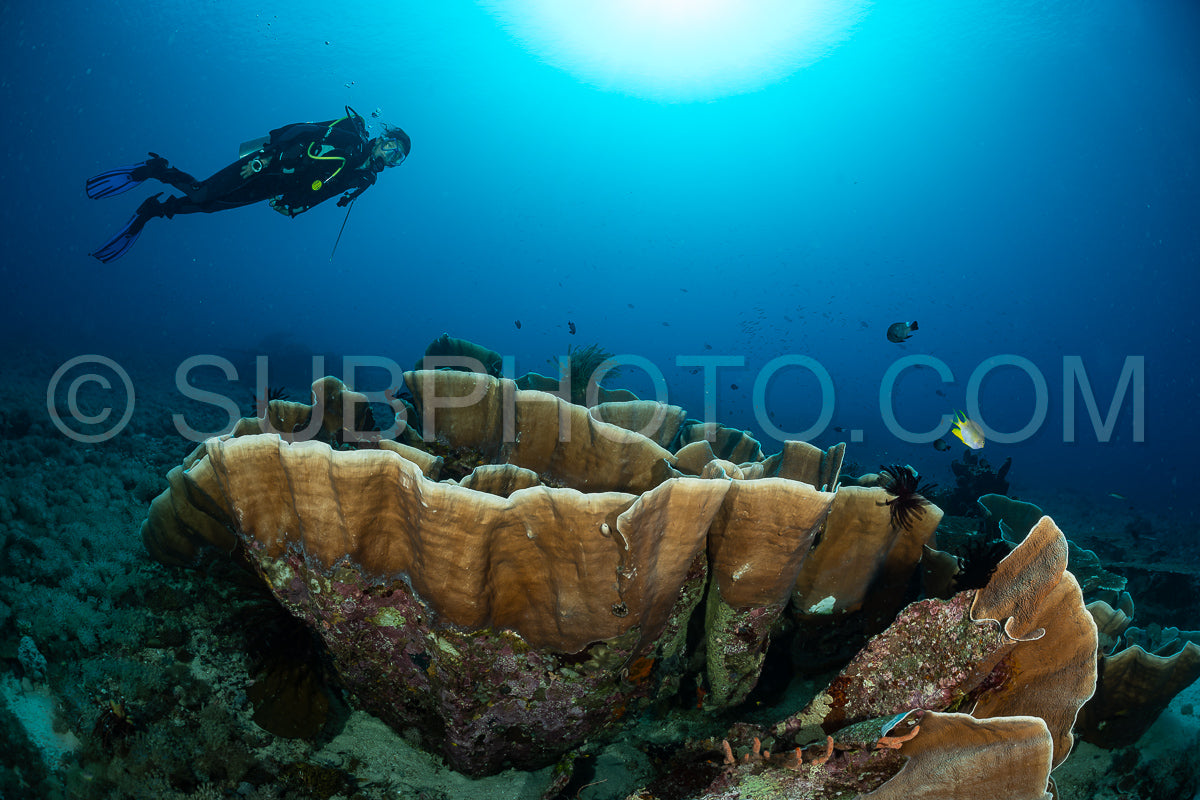 woman diver discovering the beauty of the Komodo National Park caral reef in Indonesia