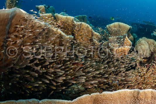 Photo de banc de poissons-verres à grandes épines