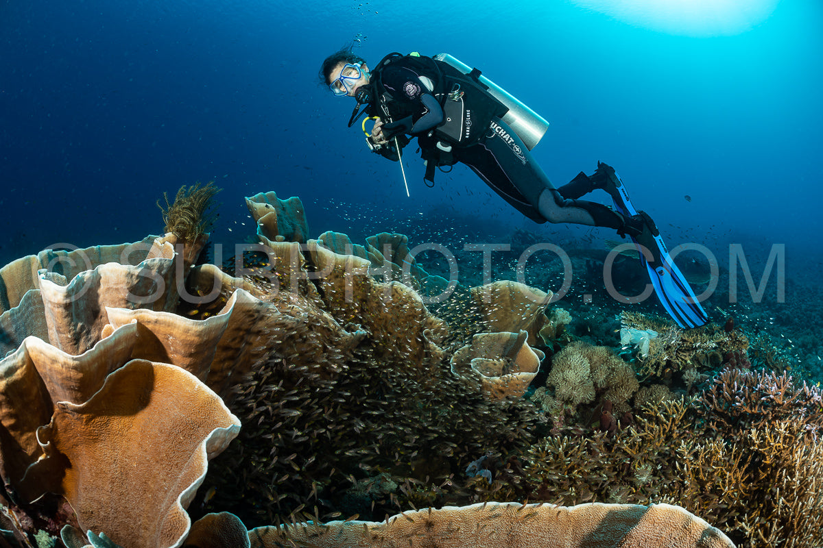 woman diver discovering the beauty of the Komodo National Park caral reef in Indonesia