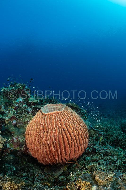 barrel sponge