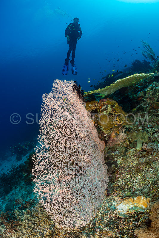 woman diver with a giant seafan