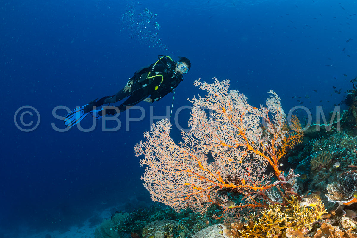 woman diver discovering the beauty of the Komodo National Park caral reef in Indonesia