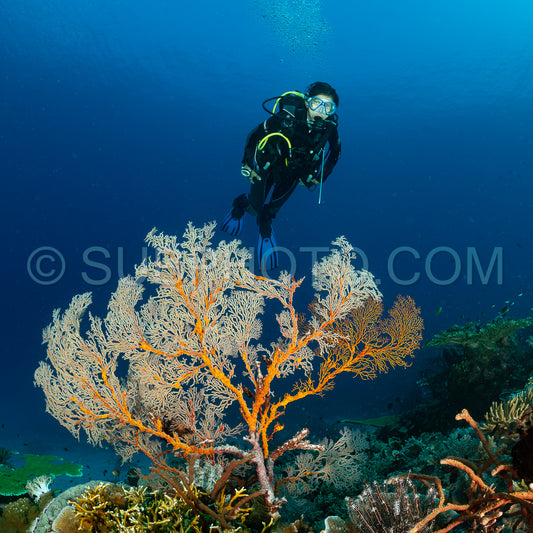 woman diver discovering the beauty of the Komodo National Park caral reef in Indonesia