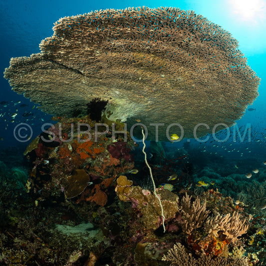 Photo de corail acropora