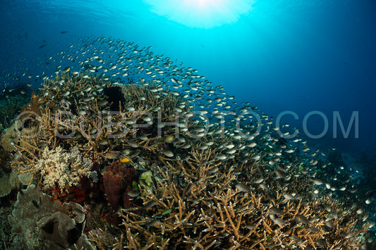 school of ternate chromis fish