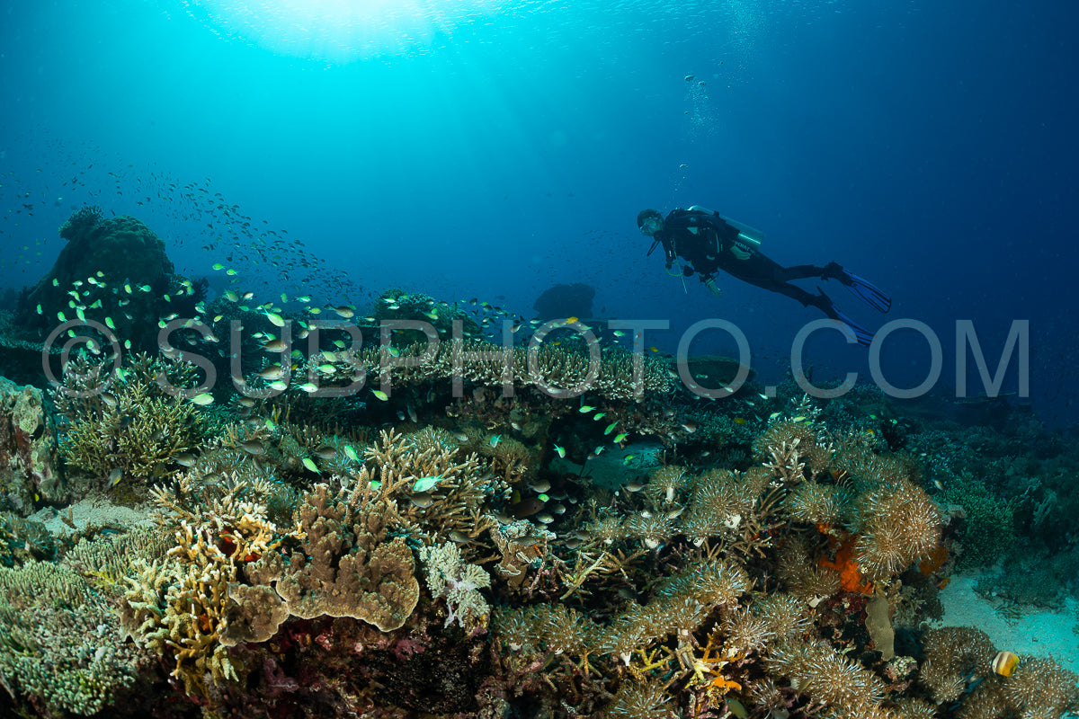 woman diver discovering the beauty of the Komodo National Park caral reef in Indonesia