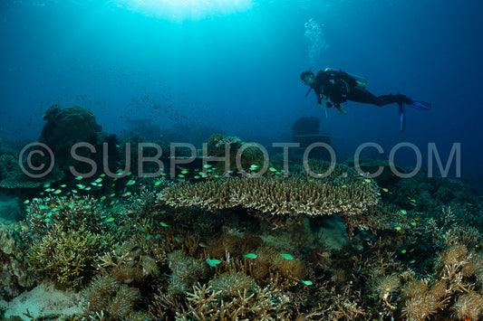 woman diver discovering the beauty of the Komodo National Park caral reef in Indonesia
