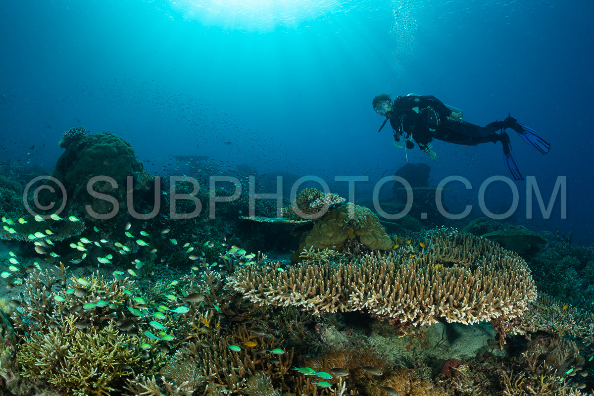 woman diver discovering the beauty of the Komodo National Park caral reef in Indonesia
