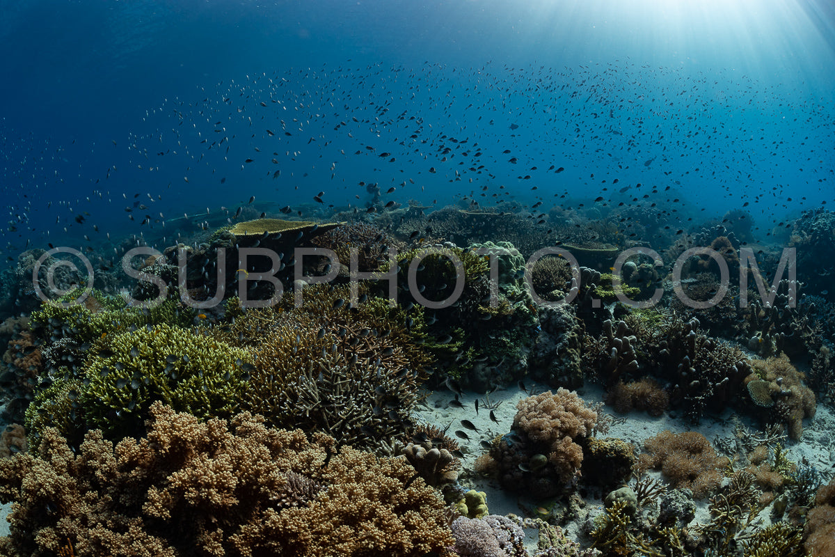 reef scenic with coral