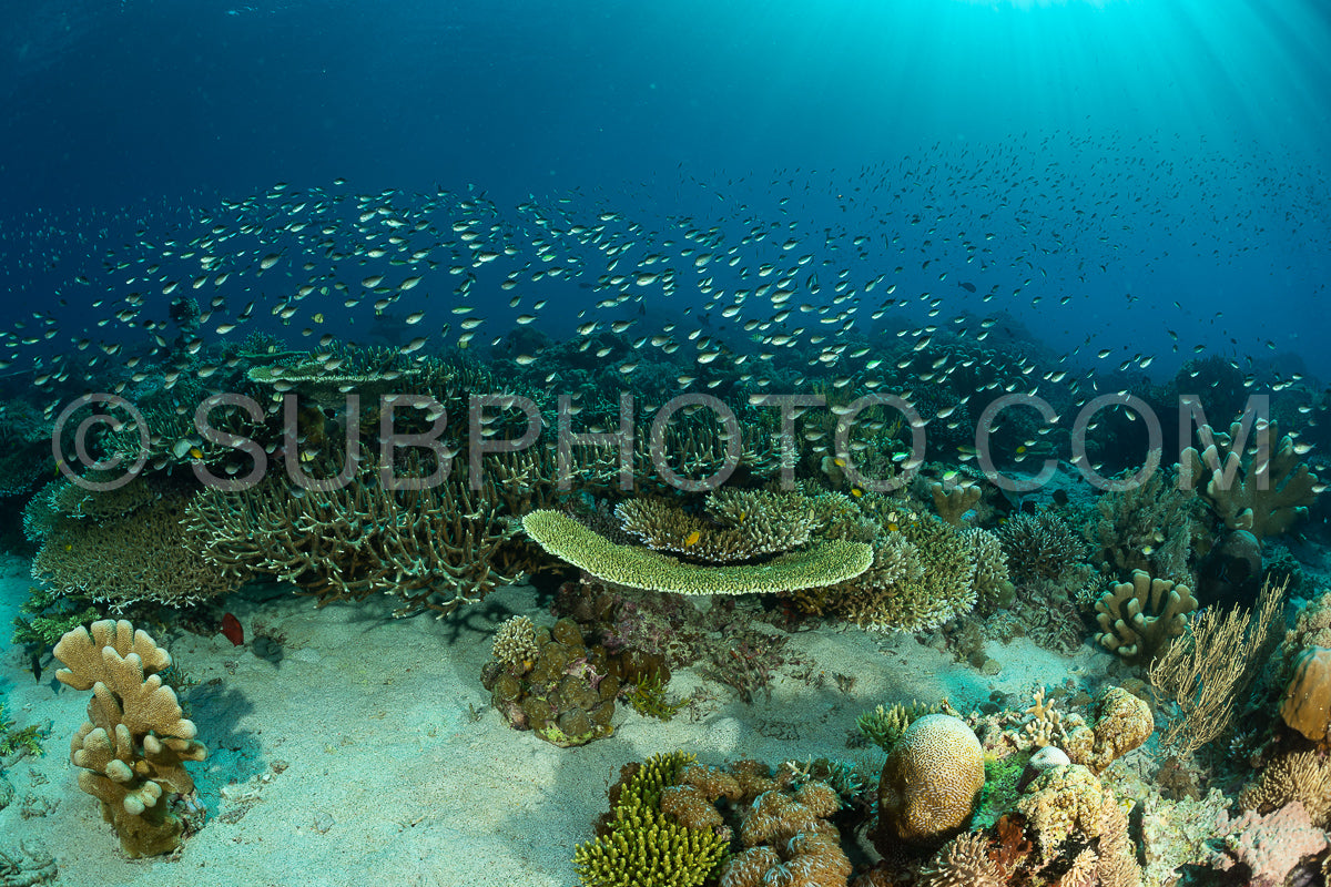 reef scenic with coral
