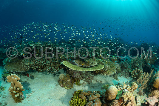 reef scenic with coral