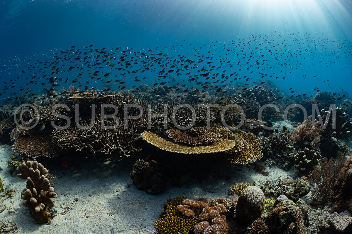 reef scenic with coral