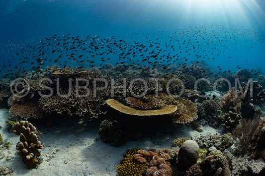 reef scenic with coral