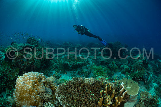 woman diver discovering the beauty of the Komodo National Park caral reef in Indonesia