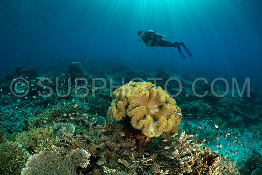woman diver discovering the beauty of the Komodo National Park caral reef in Indonesia