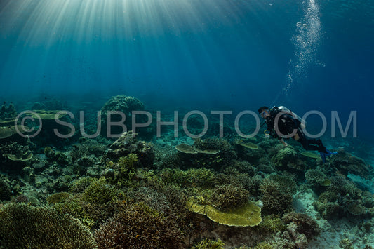 woman diver discovering the beauty of the Komodo National Park caral reef in Indonesia