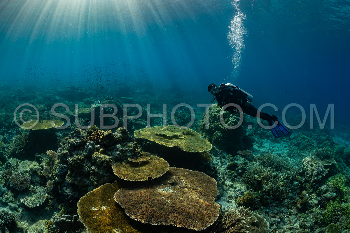 woman diver discovering the beauty of the Komodo National Park caral reef in Indonesia