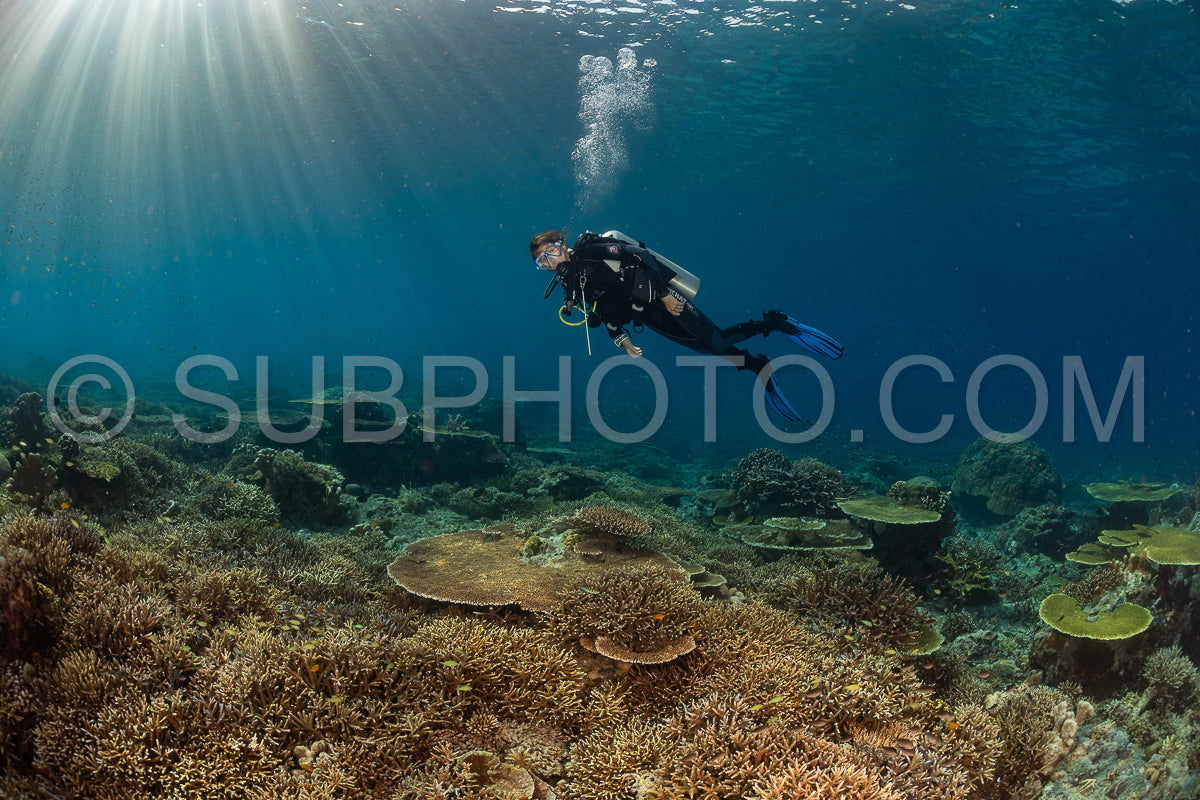 woman diver discovering the beauty of the Komodo National Park caral reef in Indonesia
