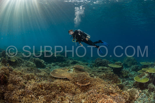 woman diver discovering the beauty of the Komodo National Park caral reef in Indonesia