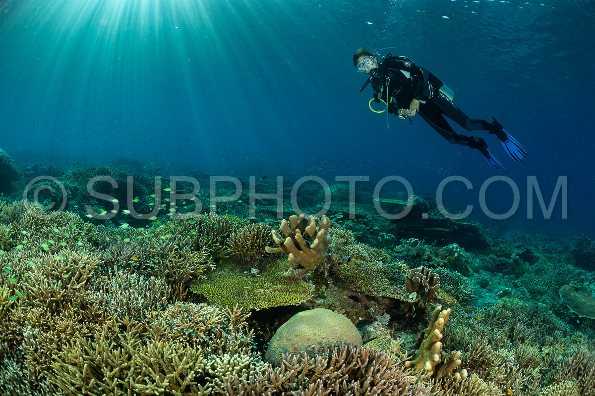 woman diver discovering the beauty of the Komodo National Park caral reef in Indonesia