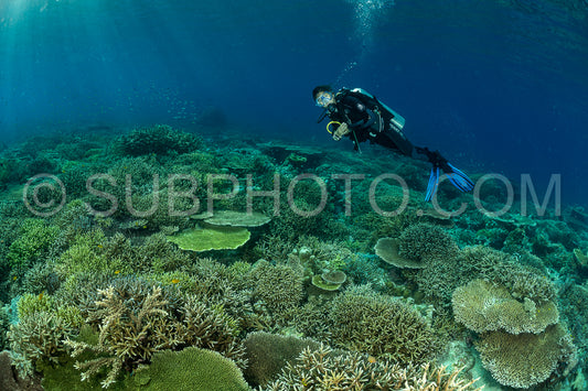 woman diver discovering the beauty of the Komodo National Park caral reef in Indonesia