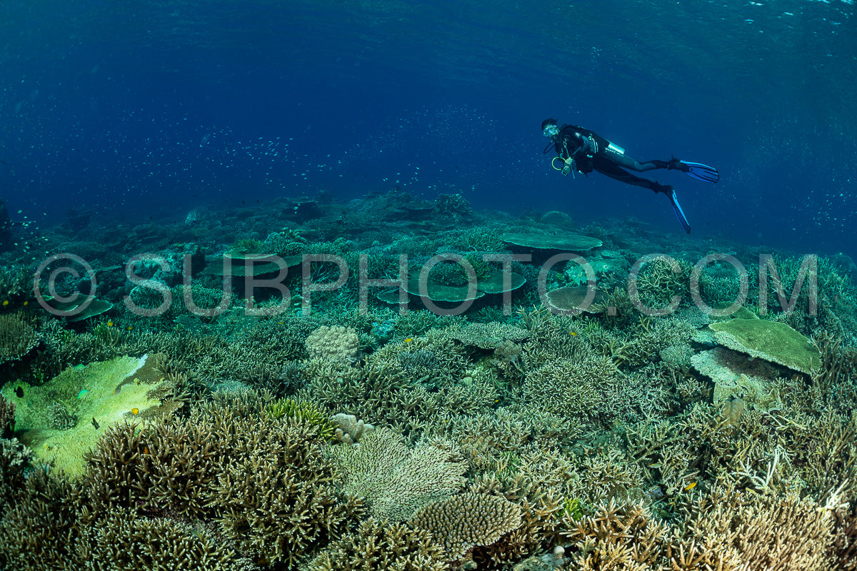 woman diver discovering the beauty of the Komodo National Park caral reef in Indonesia