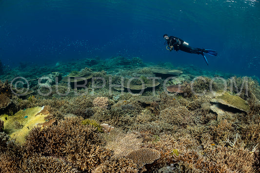 woman diver discovering the beauty of the Komodo National Park caral reef in Indonesia