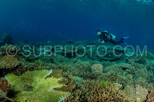 woman diver discovering the beauty of the Komodo National Park caral reef in Indonesia