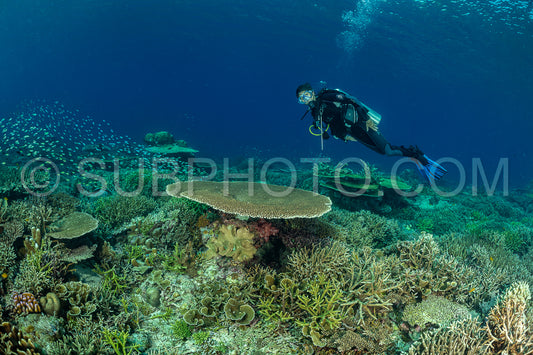 woman diver discovering the beauty of the Komodo National Park caral reef in Indonesia