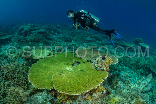 woman diver discovering the beauty of the Komodo National Park caral reef in Indonesia