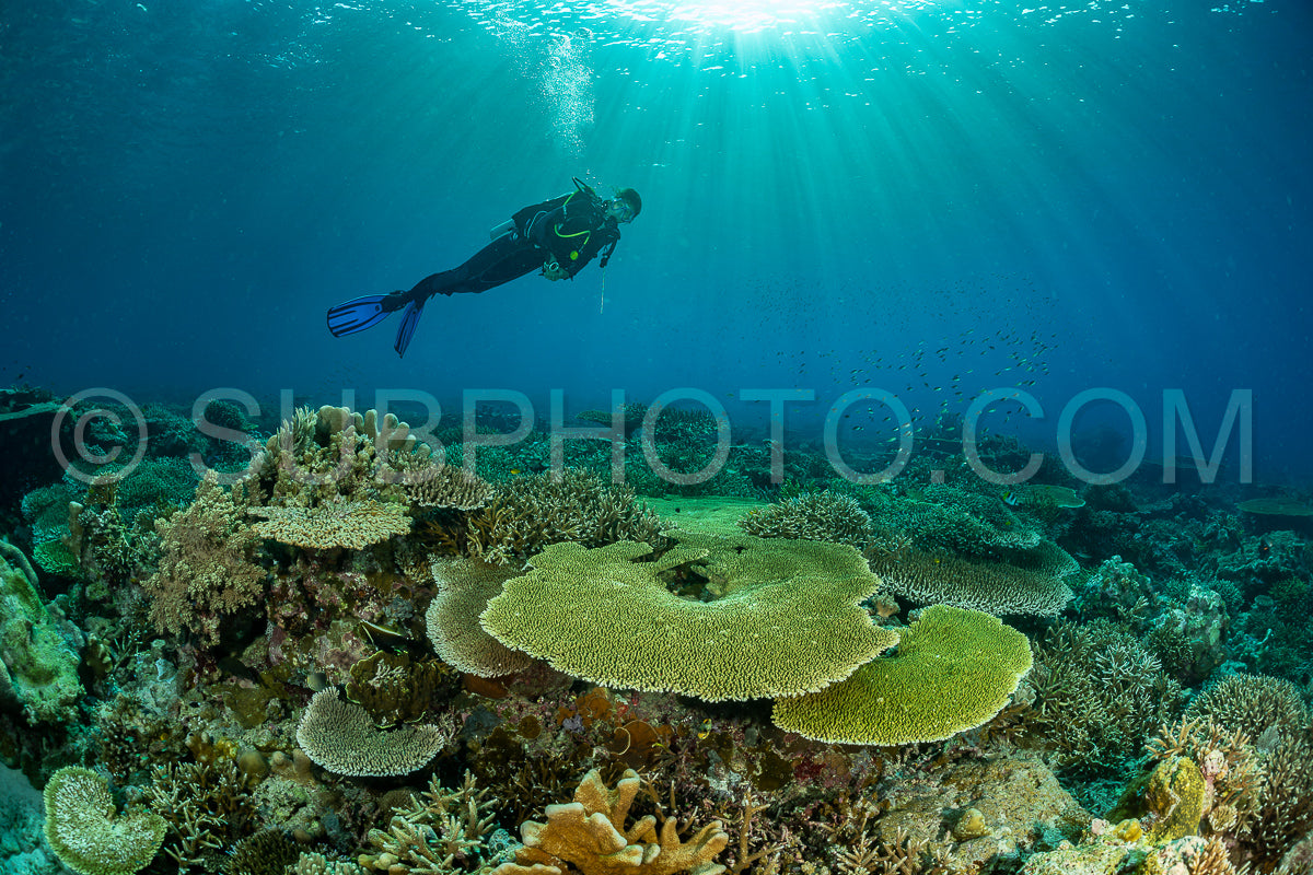 woman diver discovering the beauty of the Komodo National Park caral reef in Indonesia