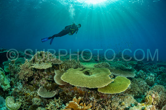woman diver discovering the beauty of the Komodo National Park caral reef in Indonesia