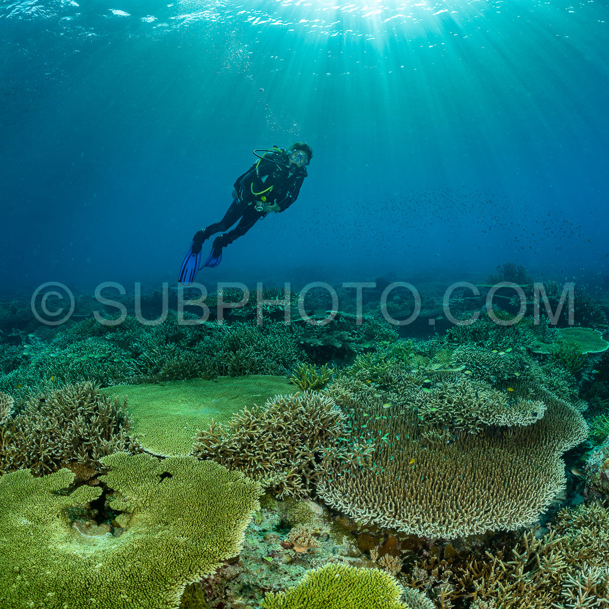woman diver discovering the beauty of the Komodo National Park caral reef in Indonesia