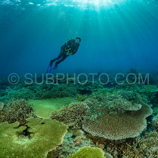 woman diver discovering the beauty of the Komodo National Park caral reef in Indonesia
