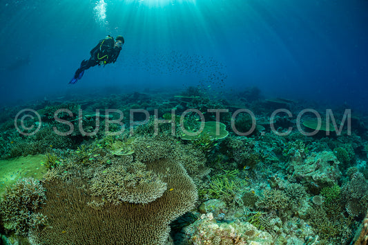woman diver discovering the beauty of the Komodo National Park caral reef in Indonesia