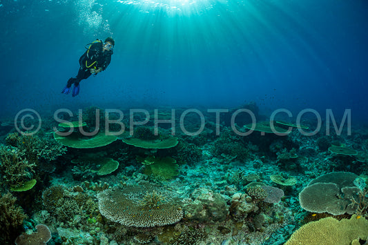 woman diver discovering the beauty of the Komodo National Park caral reef in Indonesia