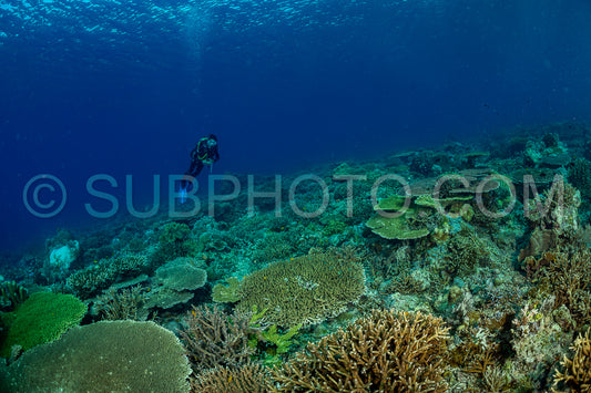 woman diver discovering the beauty of the Komodo National Park caral reef in Indonesia