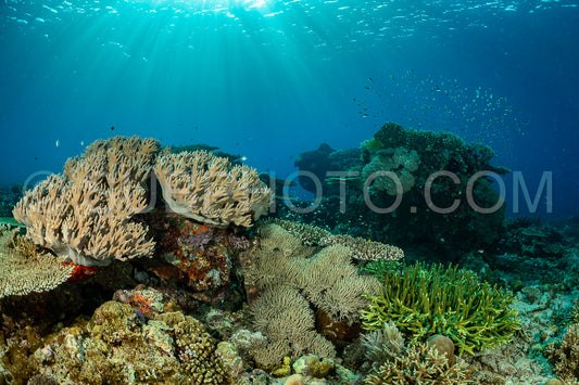 reef scenic with coral