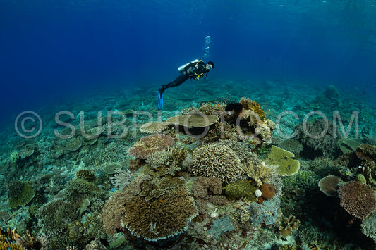 woman diver discovering the beauty of the Komodo National Park caral reef in Indonesia