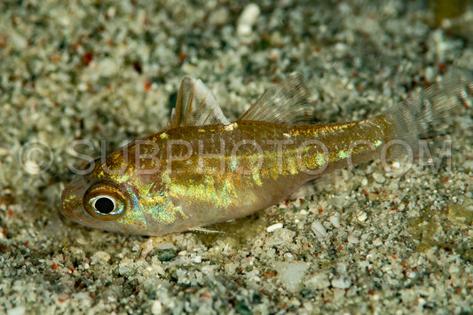 golden cardinalfish