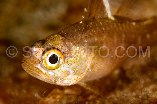 frostfin cardinalfish