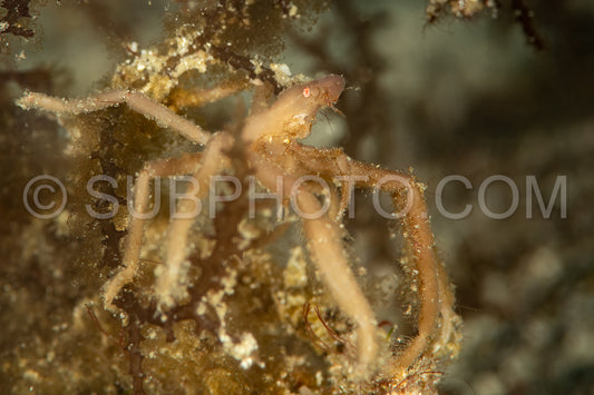 Photo de crabe orang-outan